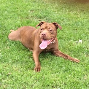 Meet your Posher, Heidi